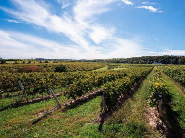 CCOVI trao 2,4 triệu đô la cho nghiên cứu nho và rượu vang trong khuôn khổ Đối tác nông nghiệp bền vững của Canada – The Brock News