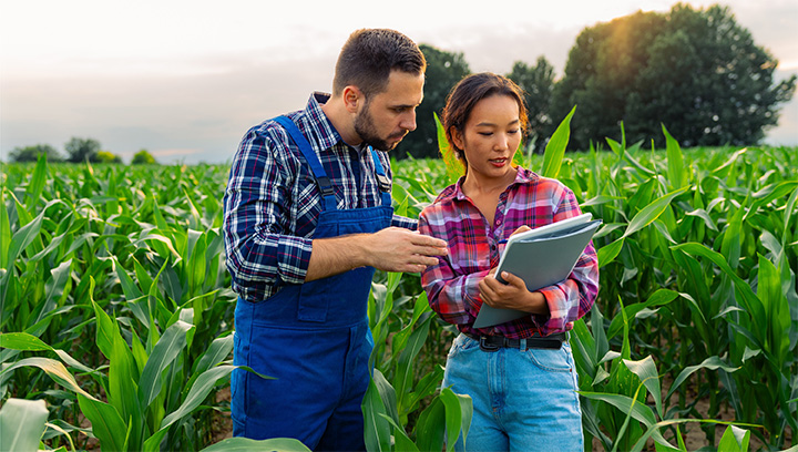 Hai chuyên gia kinh doanh nông nghiệp mặc áo sơ mi kẻ sọc và quần yếm/quần denim đứng trên cánh đồng rộng trồng những cây cao xanh tươi và xem xét tài liệu trên bìa kẹp hồ sơ