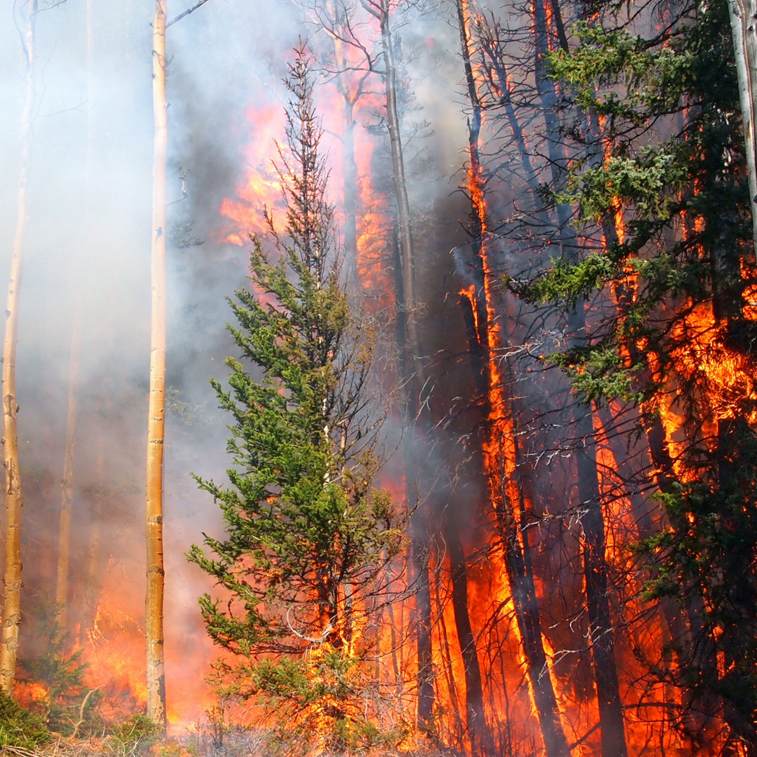 Robot giúp giảm nguy cơ cháy rừng ở vùng sâu vùng xa |  tin tức Waterloo